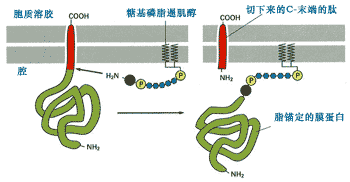 应激诱导的遗传信息变化发现了关于神秘蛋白功能的新细节