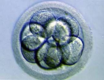微管桥组织早期胚胎细胞的细胞骨架