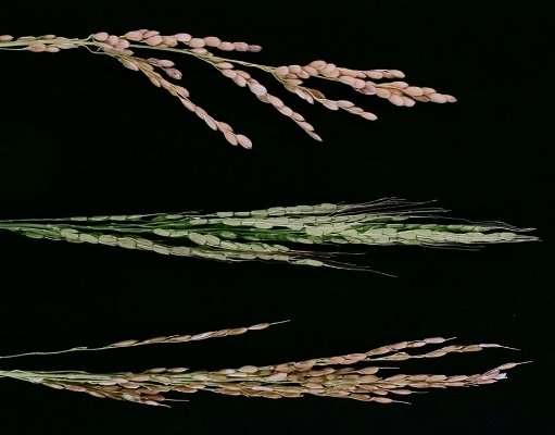 单个水稻基因的突变消除了种间杂种不育