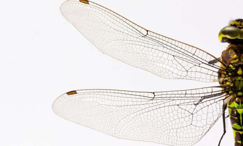 致命的蜻蜓翅膀如何破坏细菌