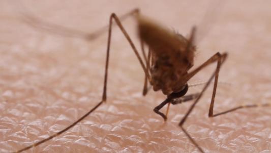 细菌感染的蚊子对迈阿密来说可能是件好事