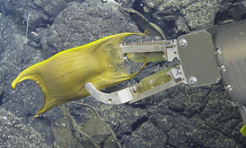 热液喷口加速了深海海洋动物卵的发育