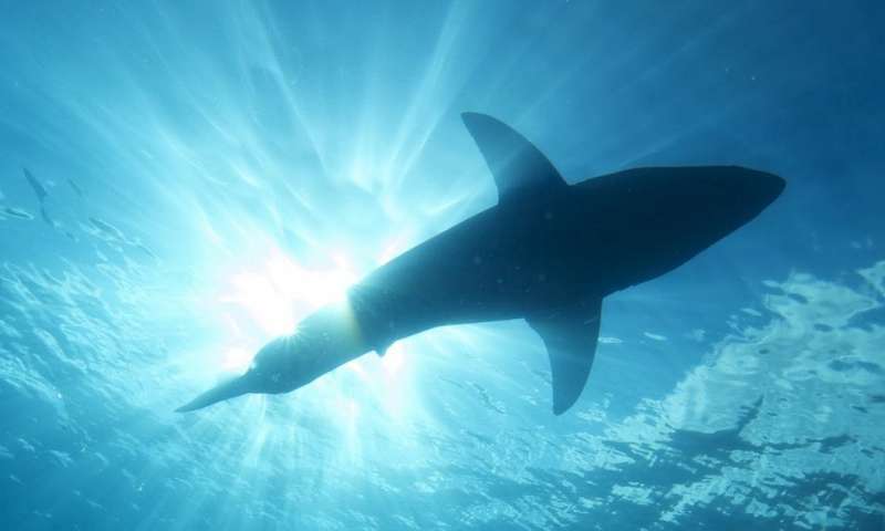 世界上第一个基因分析显示澳大利亚白鲨数字