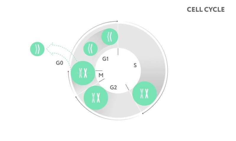 科学家开发了一种“第三只眼”来检查干细胞