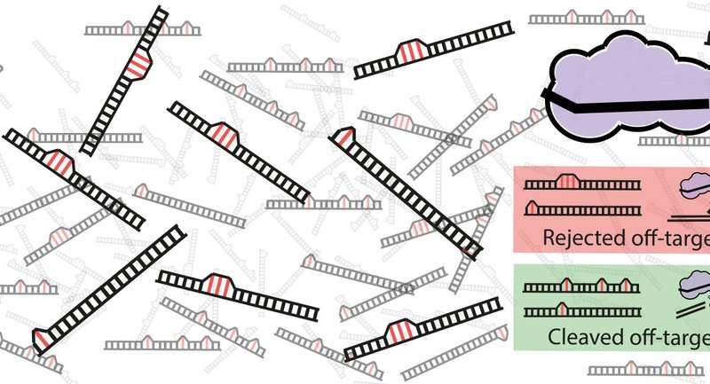 数学解释了为什么Crispr-Cas9有时会切断错误的DNA