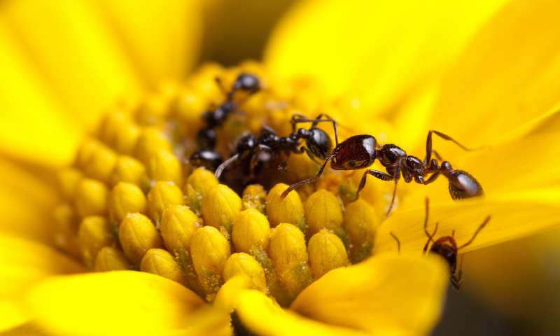 研究揭示了蚂蚁产生的抗生素