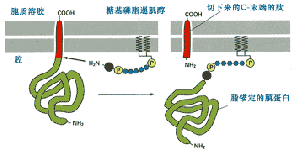 应激诱导的遗传信息变化发现了关于神秘蛋白功能的新细节