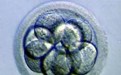 微管桥组织早期胚胎细胞的细胞骨架
