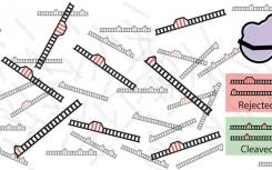 数学解释了为什么Crispr-Cas9有时会切断错误的DNA