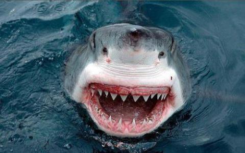 通过基因检测发现了新的鲨鱼种类