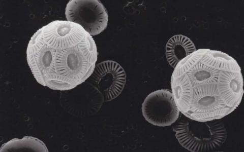 钙质微藻的快速进化