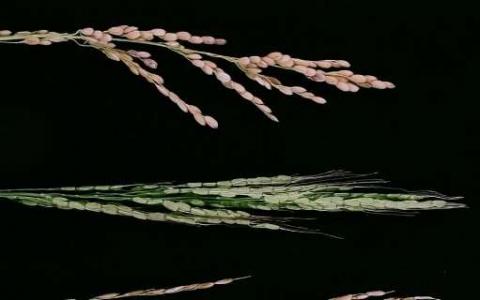 单个水稻基因的突变消除了种间杂种不育