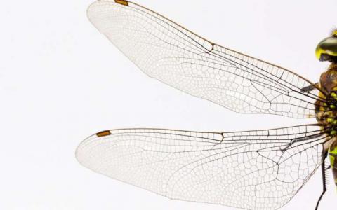致命的蜻蜓翅膀如何破坏细菌