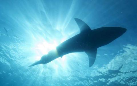 世界上第一个基因分析显示澳大利亚白鲨数字