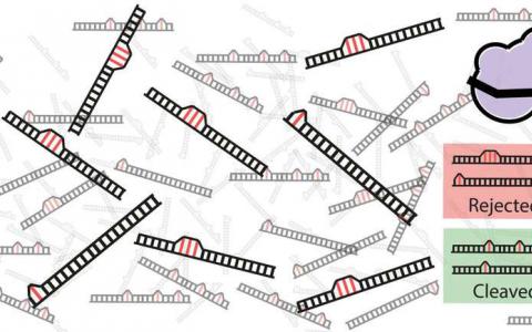 数学解释了为什么Crispr-Cas9有时会切断错误的DNA