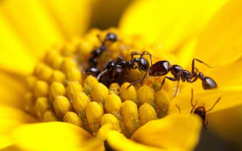 研究揭示了蚂蚁产生的抗生素