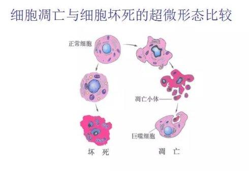 研究人员发现了如何触发刽子手机制来杀死受损细胞