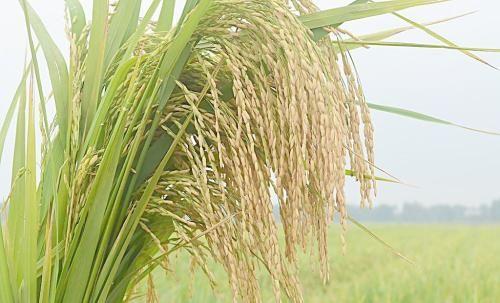 13个水稻基因组揭示了跟上不断增长的人口的方法
