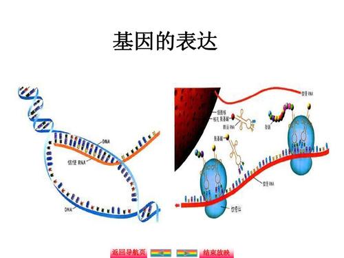 新的计算生物学模型准确地描述了基因表达的动态