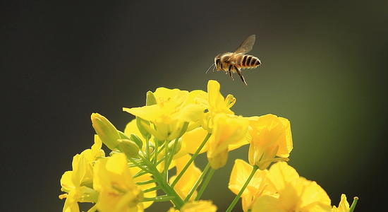大脑中的化学物质使蜜蜂更容易发现刺痛