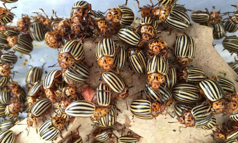 科罗拉多马铃薯甲虫基因组可以深入了解主要的农业害虫