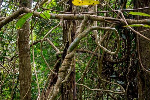 解开新热带藤本植物属的复杂分类学史