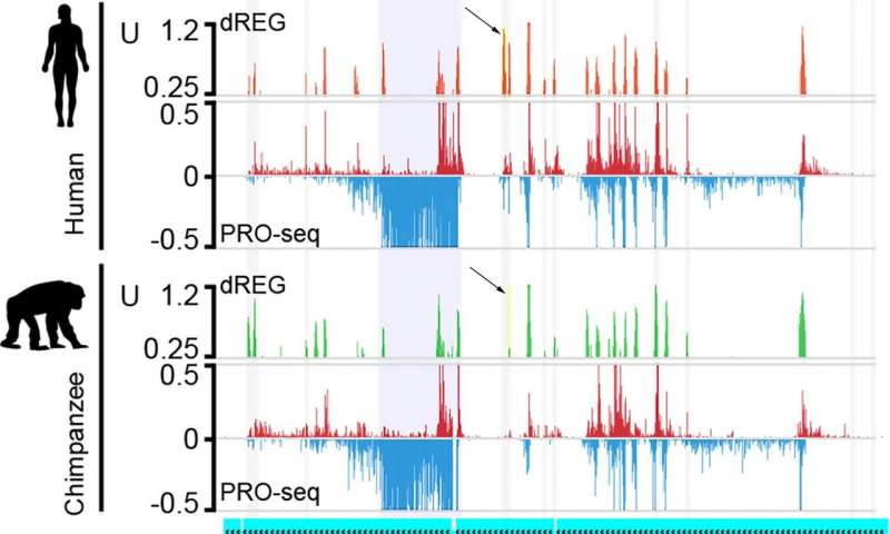 不断发展的基因调控因子解释了我们与其他灵长类动物的一些差异