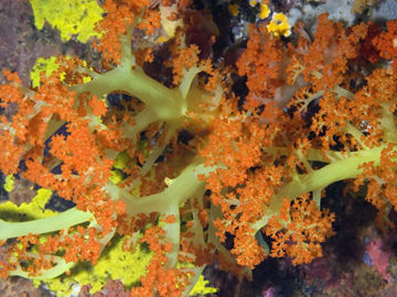 两种珊瑚的基因组比较表明了意想不到的遗传多样性