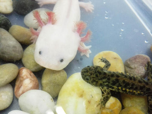 解码Axolotl基因组