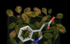 绘制植物病原体的路径