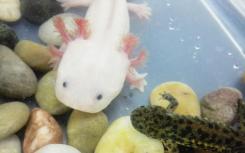 解码Axolotl基因组