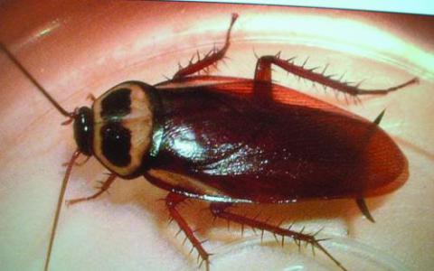 孤独的蟑螂如何从两个基因组中产生社会白蚁故事