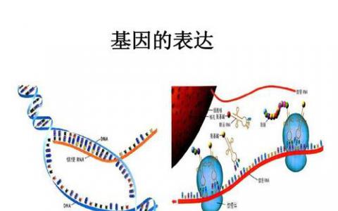 新的计算生物学模型准确地描述了基因表达的动态