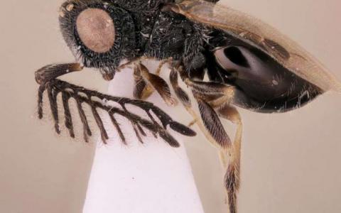 新的寄生蜂可能使用独特的锯状刺突破其宿主体