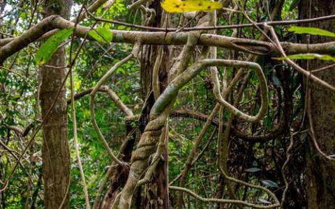 解开新热带藤本植物属的复杂分类学史