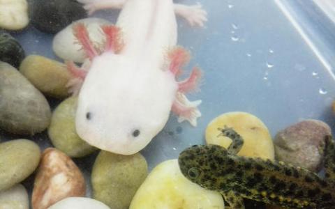 解码Axolotl基因组