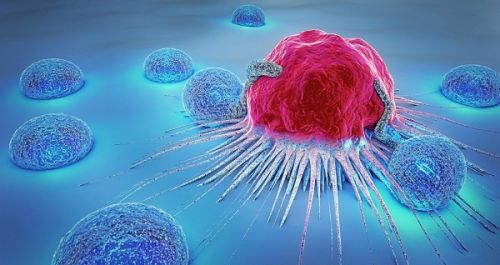 癌症抑制蛋白质在抗体生产中发挥作用