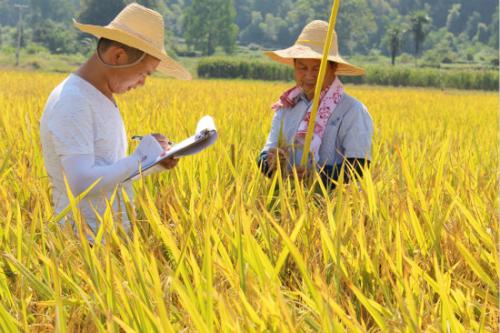 古代稻米预示着稻米生产的新未来