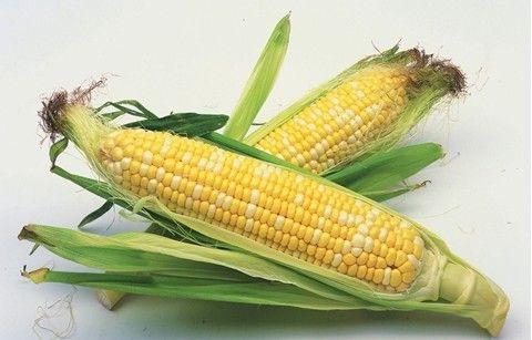 更多基因在高性能玉米中活跃