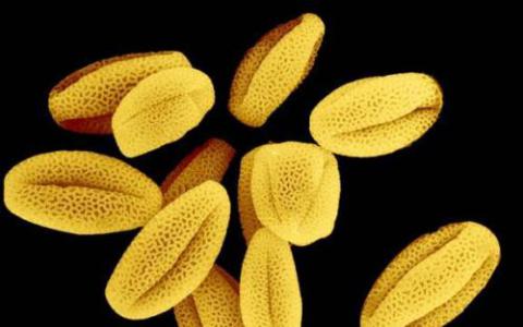 花粉扁虫的第一个完整的基因组装配揭示了基因功能和进化的宝库