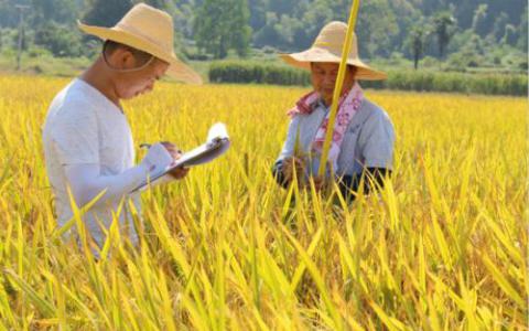 古代稻米预示着稻米生产的新未来