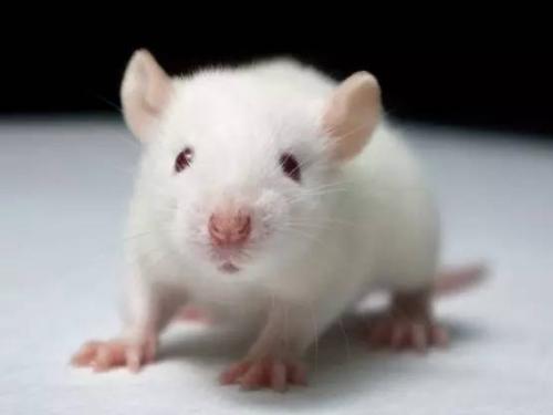 恢复具有阿尔茨海默病症状的小鼠的脑功能