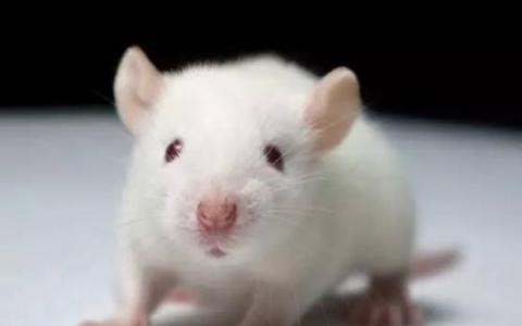 恢复具有阿尔茨海默病症状的小鼠的脑功能