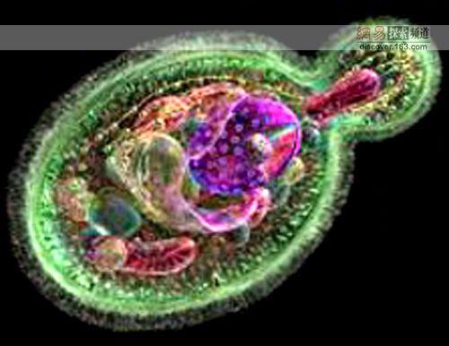 科学家通过遗传工程改造酵母 以提高对细胞如何工作的理解