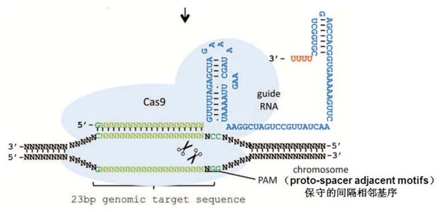 添加的RNA片段可以将CRISPR的精确度提高50倍