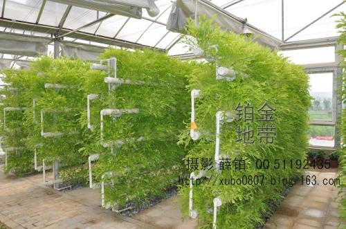 用于粮食安全的新植物育种技术