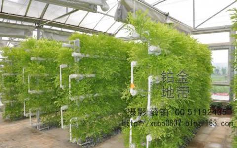 用于粮食安全的新植物育种技术