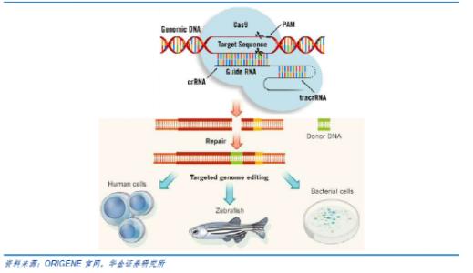 小分子抑制剂可以精确控制CRISPR-Cas9基因组编辑