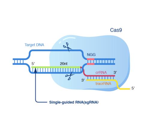 受控制的CRISPR：Cas9的小分子抑制剂被鉴定