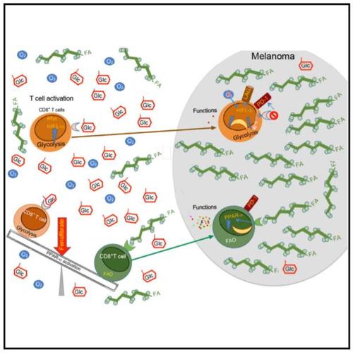 CD8 + T细胞在癌症免疫疗法期间调节肿瘤铁转移